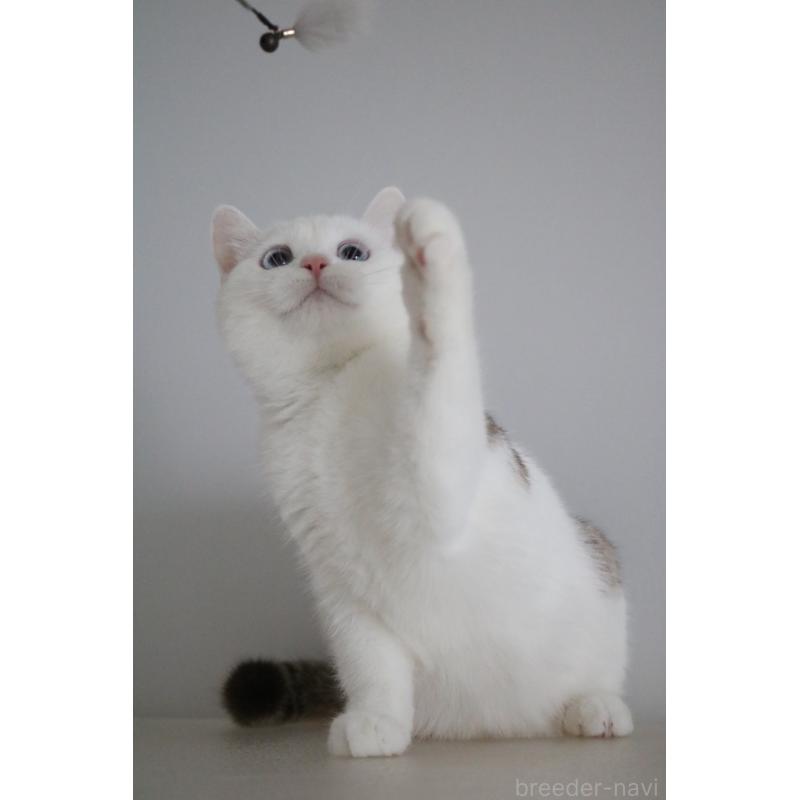 成約済の愛知県のスコティッシュストレート-125506の3枚目