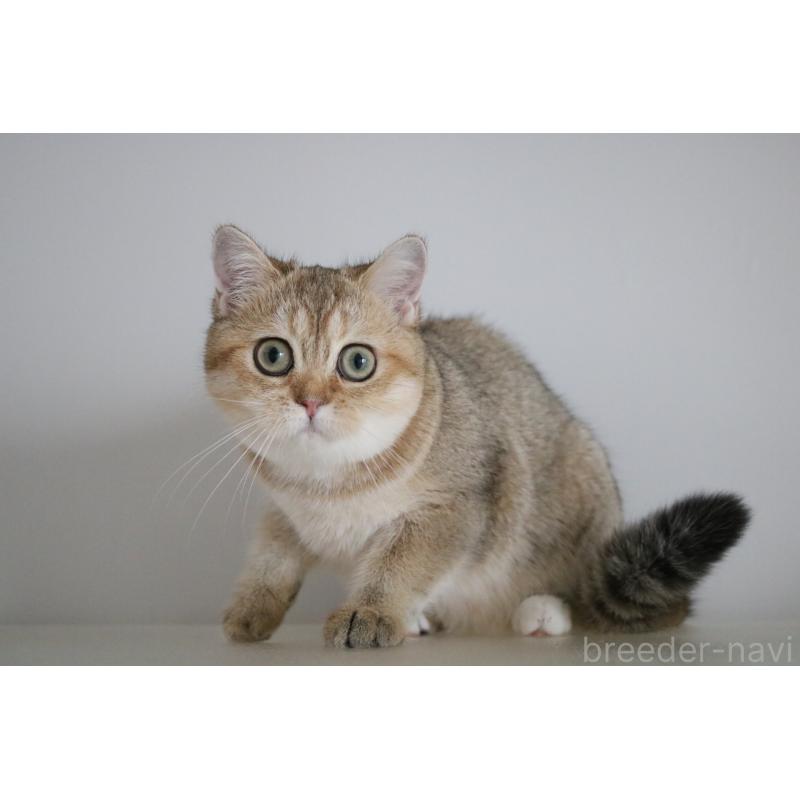 販売中の愛知県のスコティッシュストレート-125504の7枚目