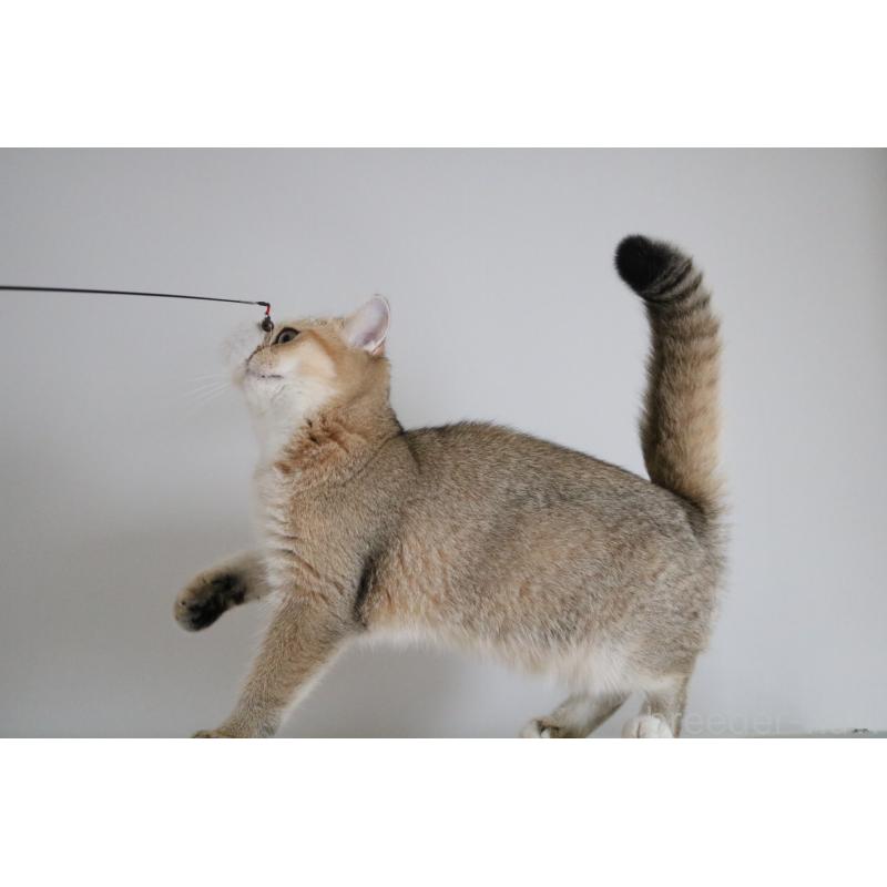 販売中の愛知県のスコティッシュストレート-125504の5枚目