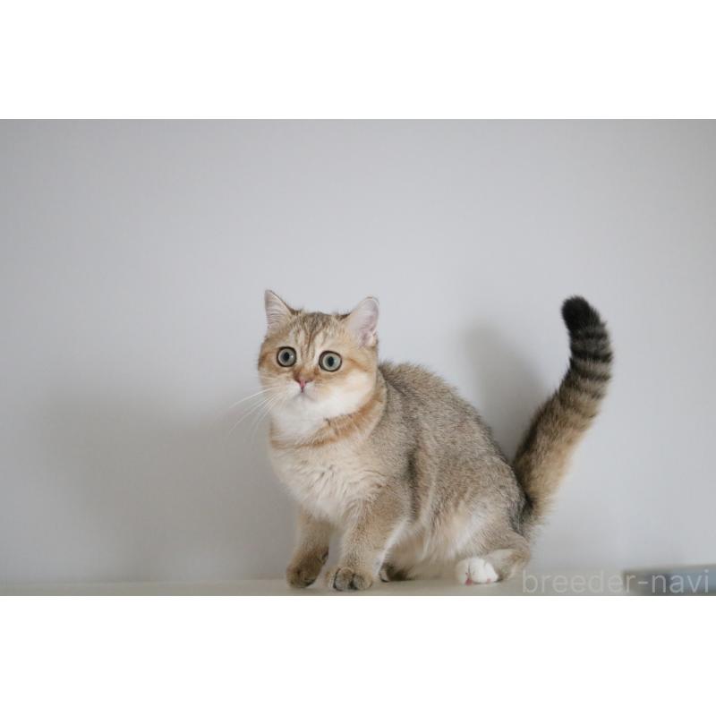 販売中の愛知県のスコティッシュストレート-125504の4枚目