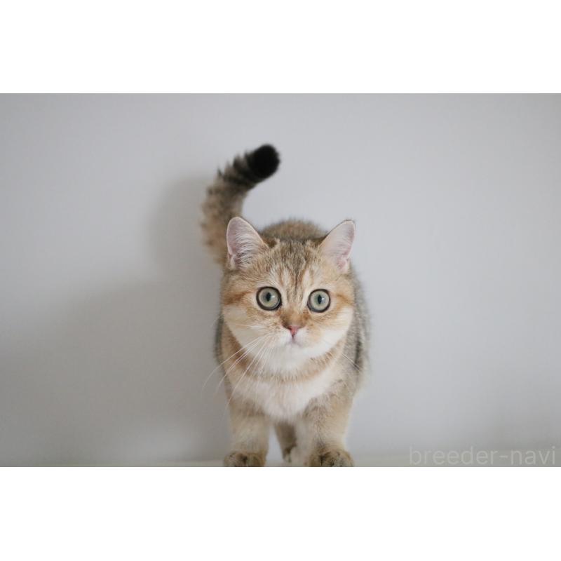 販売中の愛知県のスコティッシュストレート-125504の3枚目