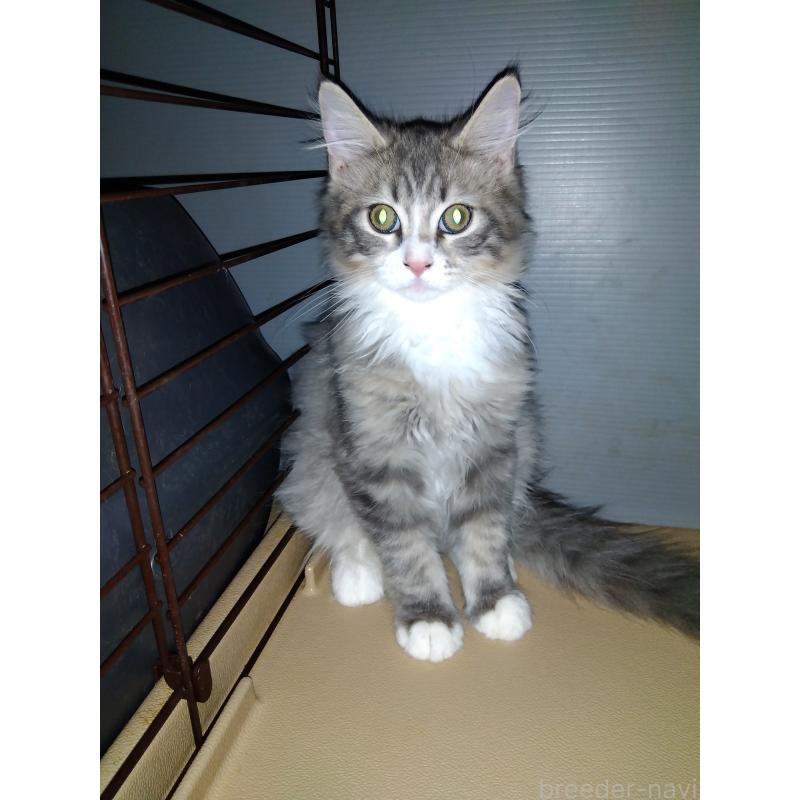 販売中の茨城県のサイベリアン-125782の3枚目