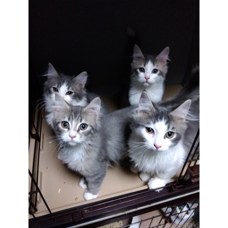 販売中の茨城県のサイベリアン-125782の2枚目