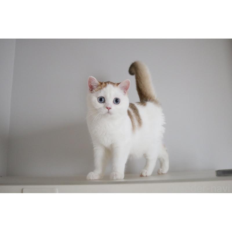 販売中の愛知県のスコティッシュストレート-125505の10枚目