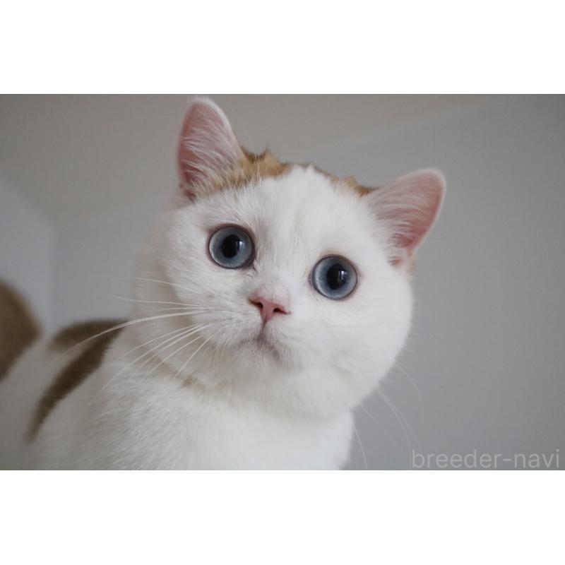 販売中の愛知県のスコティッシュストレート-125505の9枚目