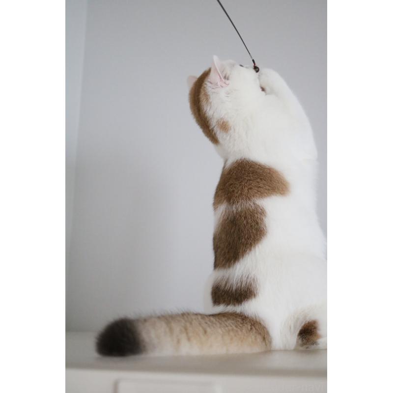 販売中の愛知県のスコティッシュストレート-125505の8枚目