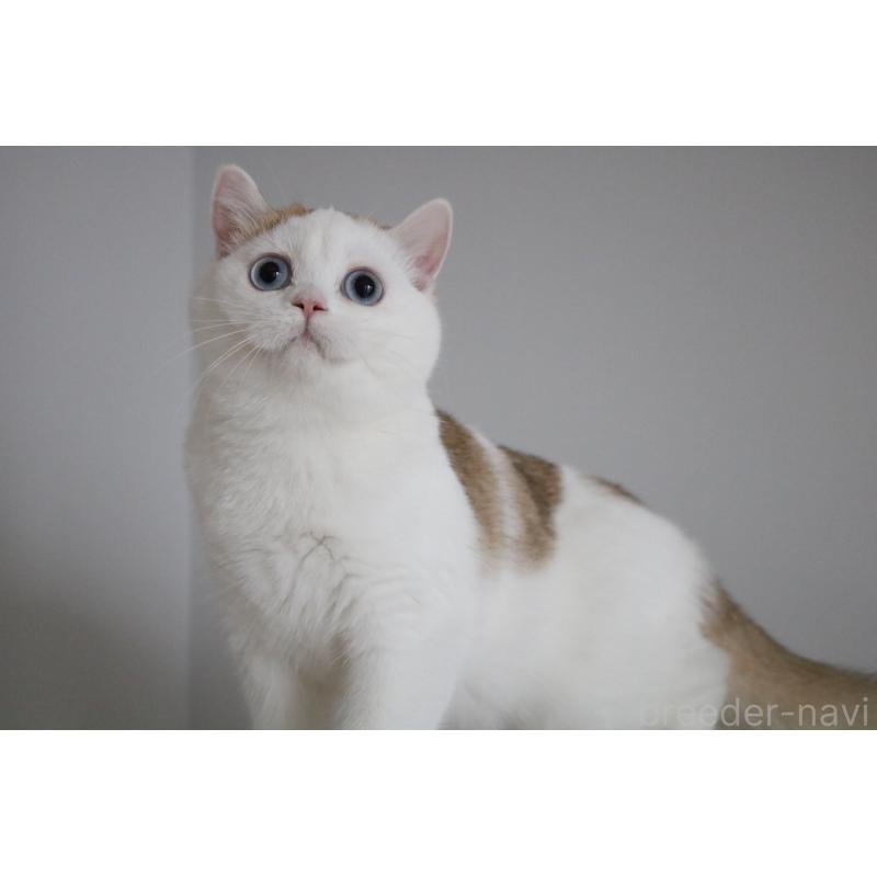 販売中の愛知県のスコティッシュストレート-125505の7枚目