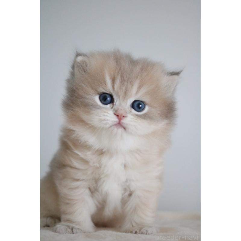 販売中の愛知県のスコティッシュストレート-132052の2枚目