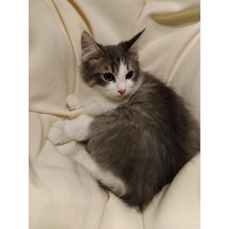 成約済の茨城県のサイベリアン-125778の2枚目