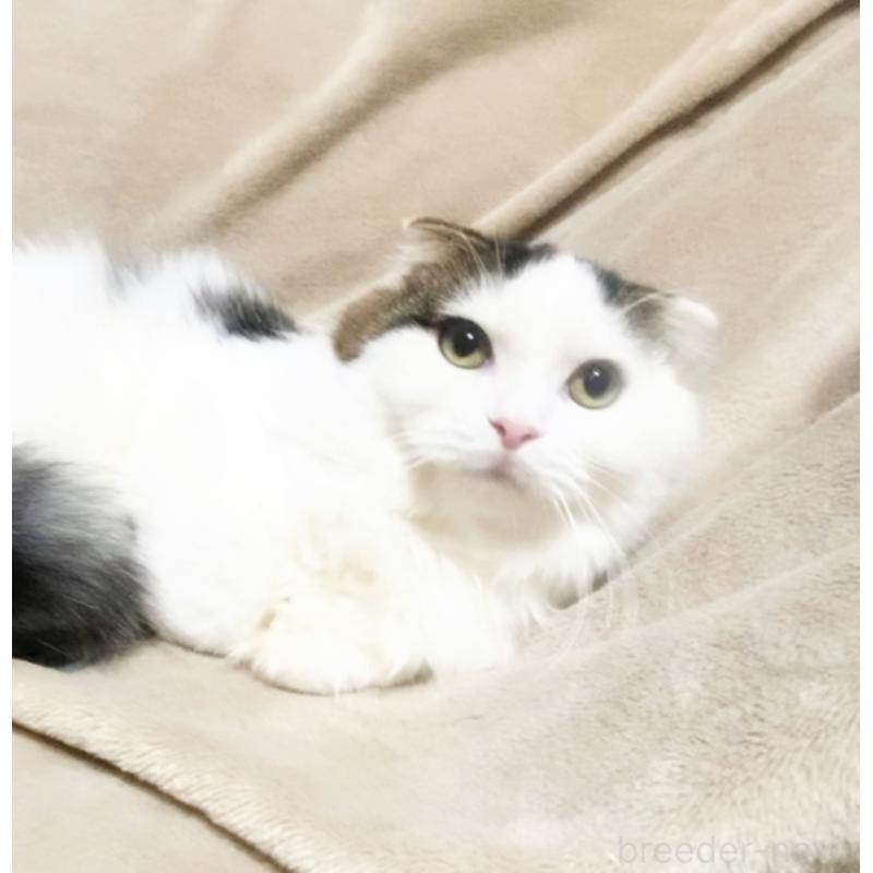 販売中の埼玉県のスコティッシュフォールド-133275の7枚目