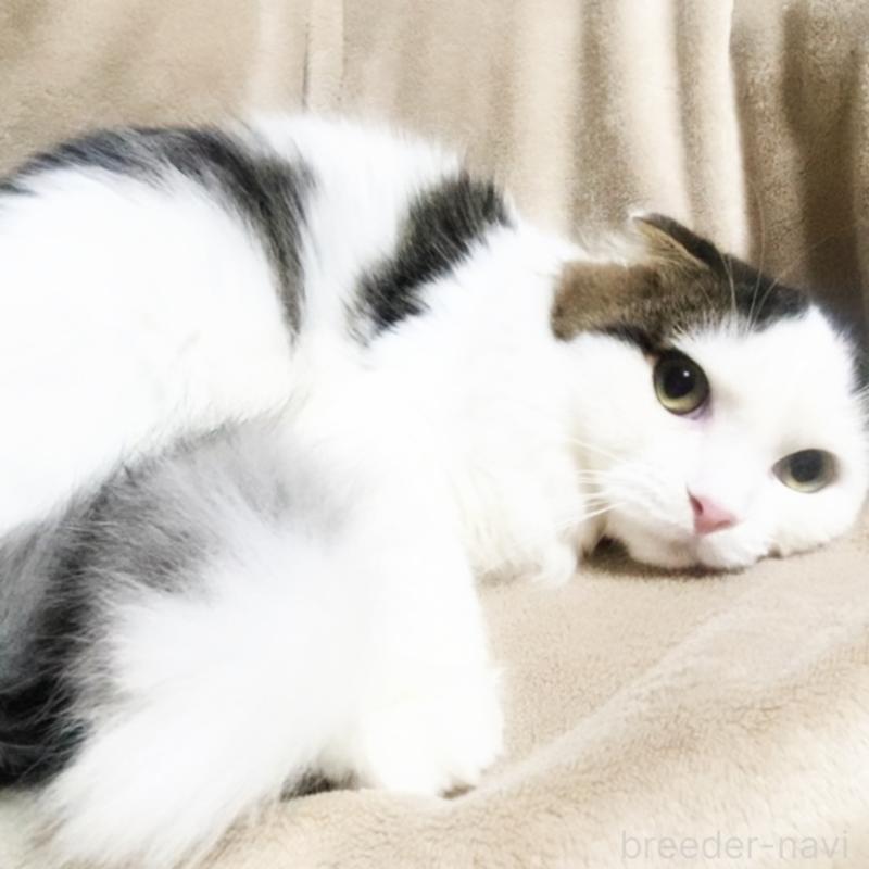 販売中の埼玉県のスコティッシュフォールド-133275の6枚目