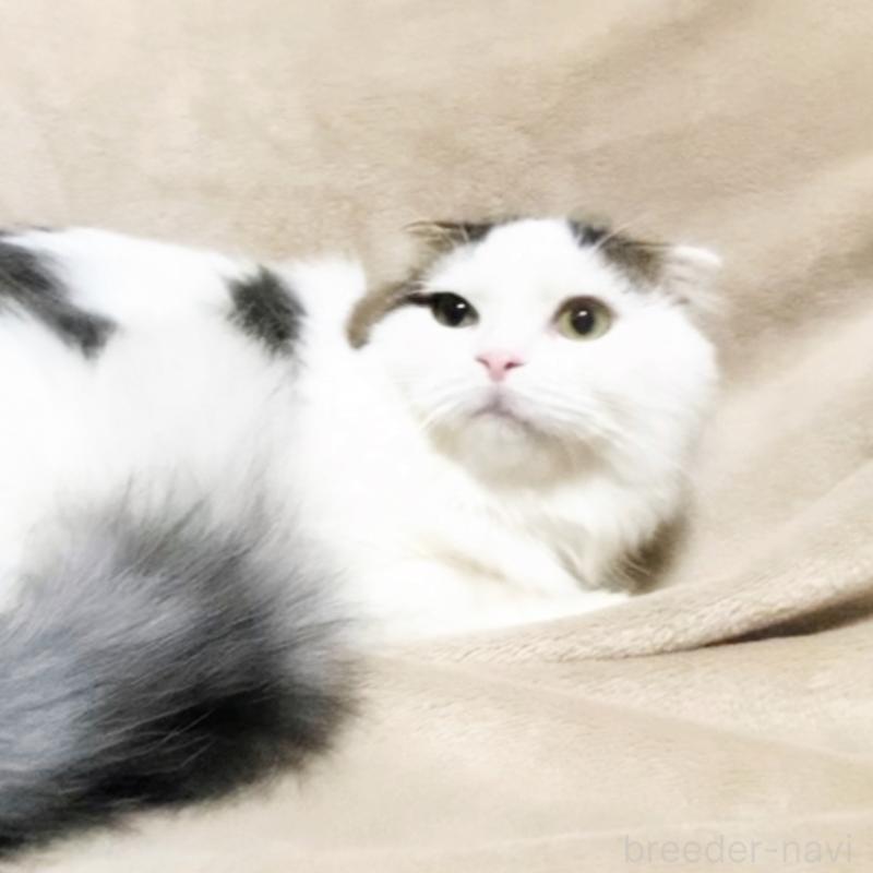 販売中の埼玉県のスコティッシュフォールド-133275の5枚目