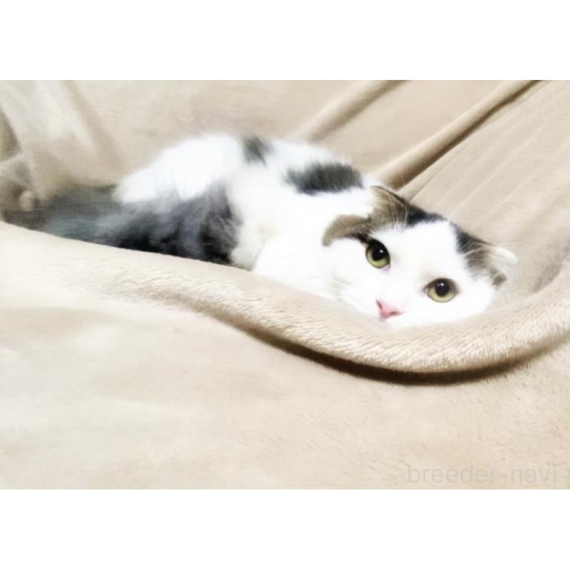 販売中の埼玉県のスコティッシュフォールド-133275の4枚目