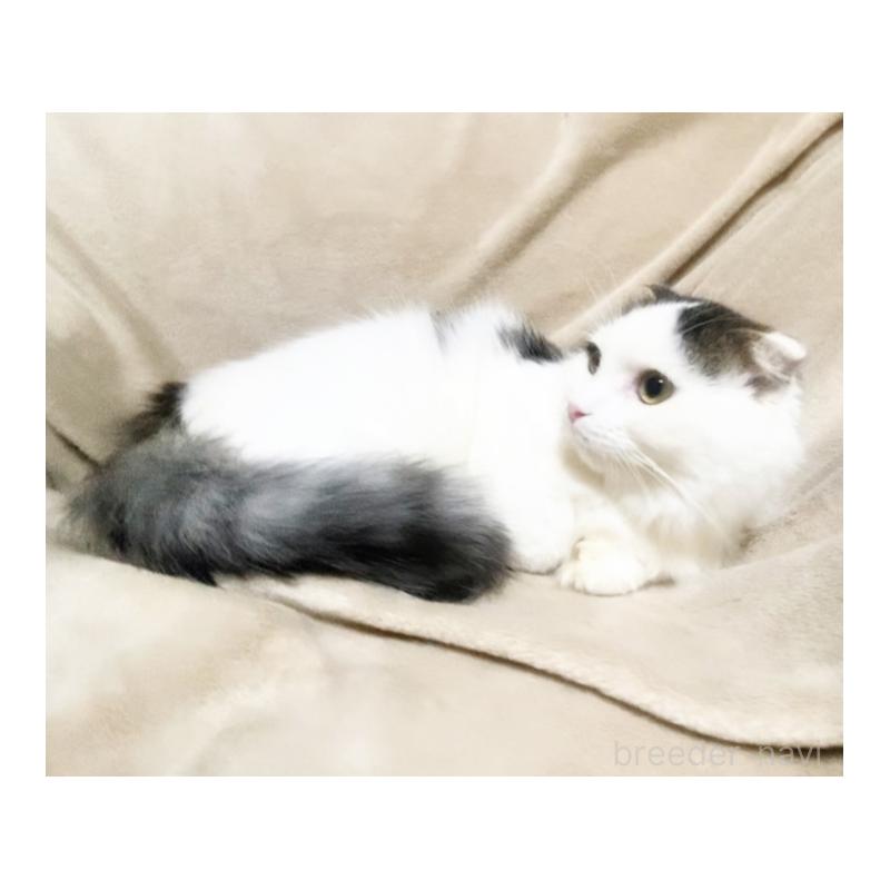 販売中の埼玉県のスコティッシュフォールド-133275の3枚目