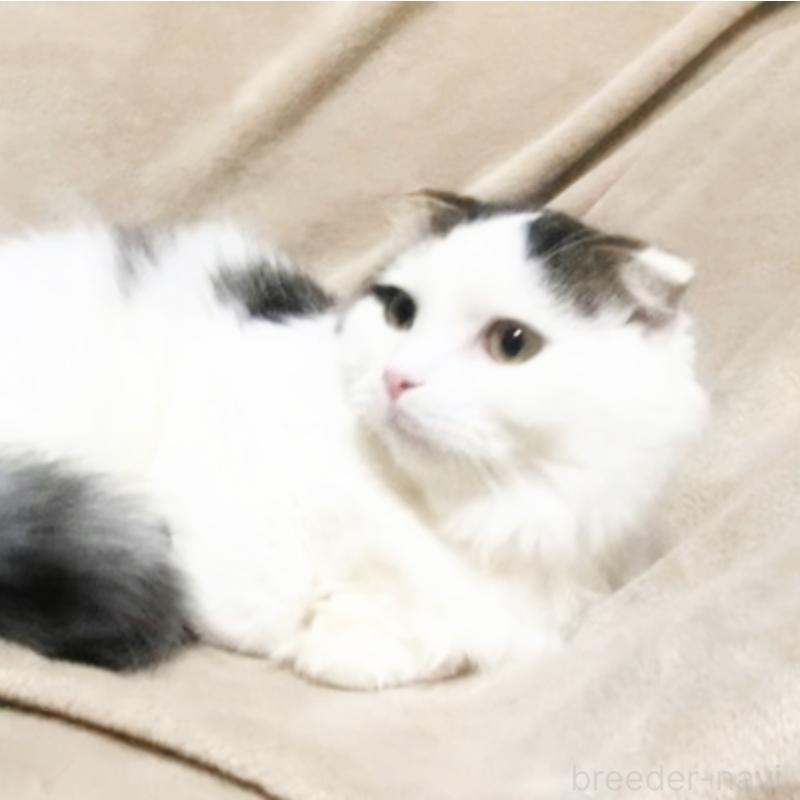 販売中の埼玉県のスコティッシュフォールド-133275の2枚目