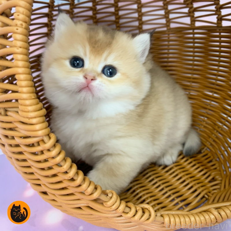 成約済の大阪府のブリティッシュショートヘア-132377の1枚目