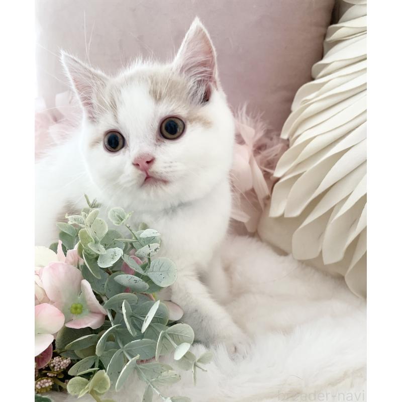 販売中の大阪府のブリティッシュショートヘア-131100の15枚目