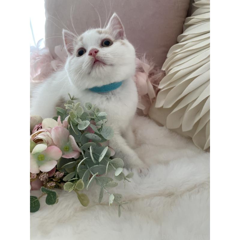 販売中の大阪府のブリティッシュショートヘア-131100の12枚目