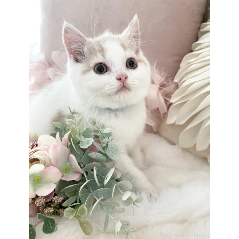 販売中の大阪府のブリティッシュショートヘア-131100の11枚目