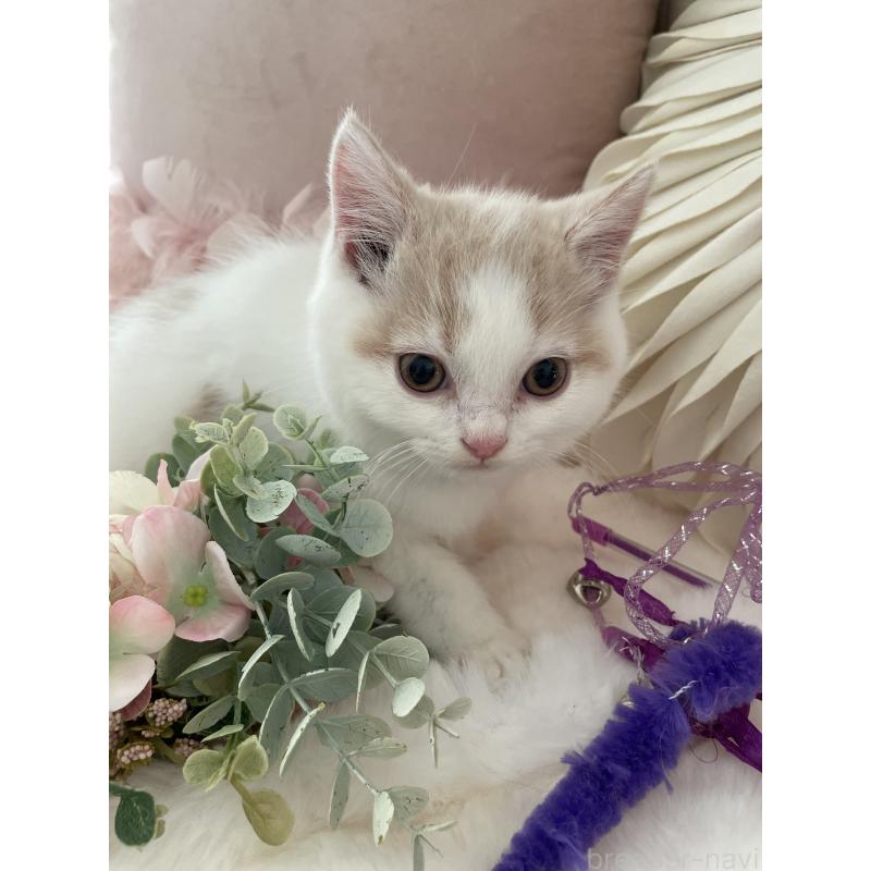 販売中の大阪府のブリティッシュショートヘア-131100の10枚目