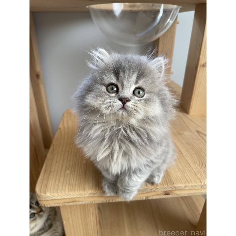 成約済の埼玉県のブリティッシュロングヘア-132722の6枚目