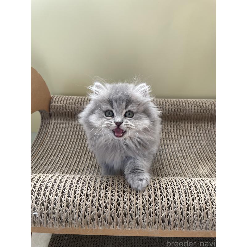 成約済の埼玉県のブリティッシュロングヘア-132722の5枚目