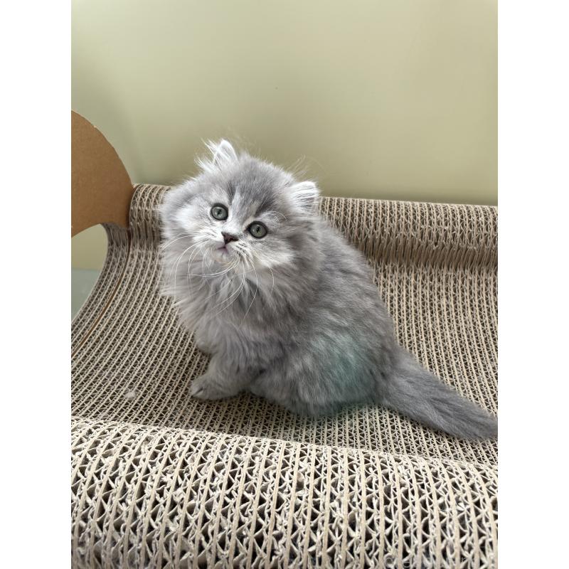 成約済の埼玉県のブリティッシュロングヘア-132722の4枚目