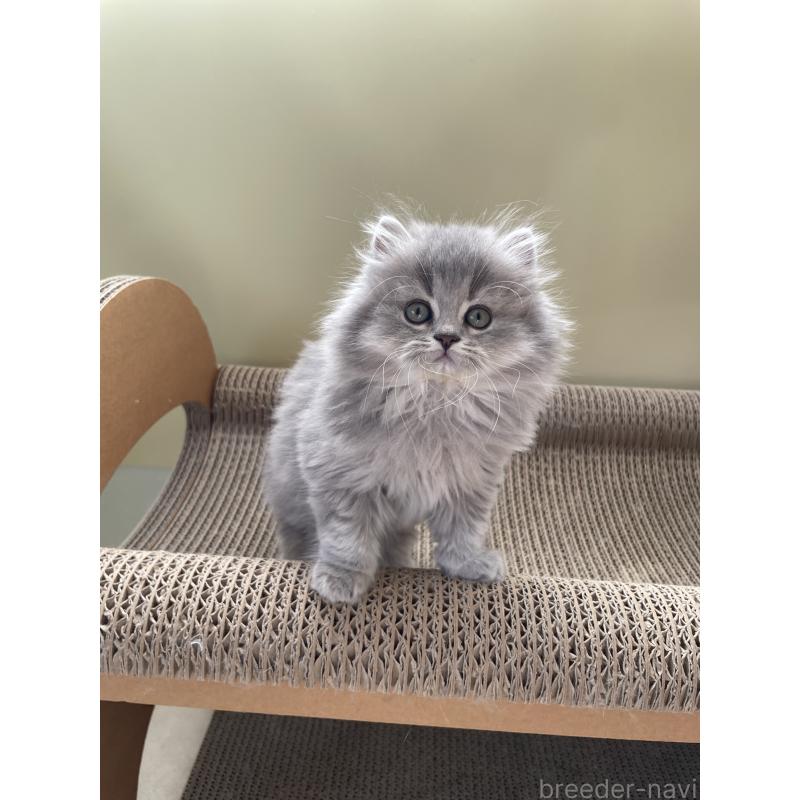 成約済の埼玉県のブリティッシュロングヘア-132722の3枚目