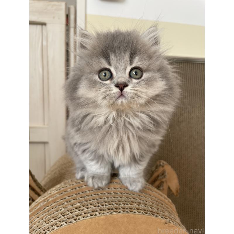 成約済の埼玉県のブリティッシュロングヘア-132722の2枚目