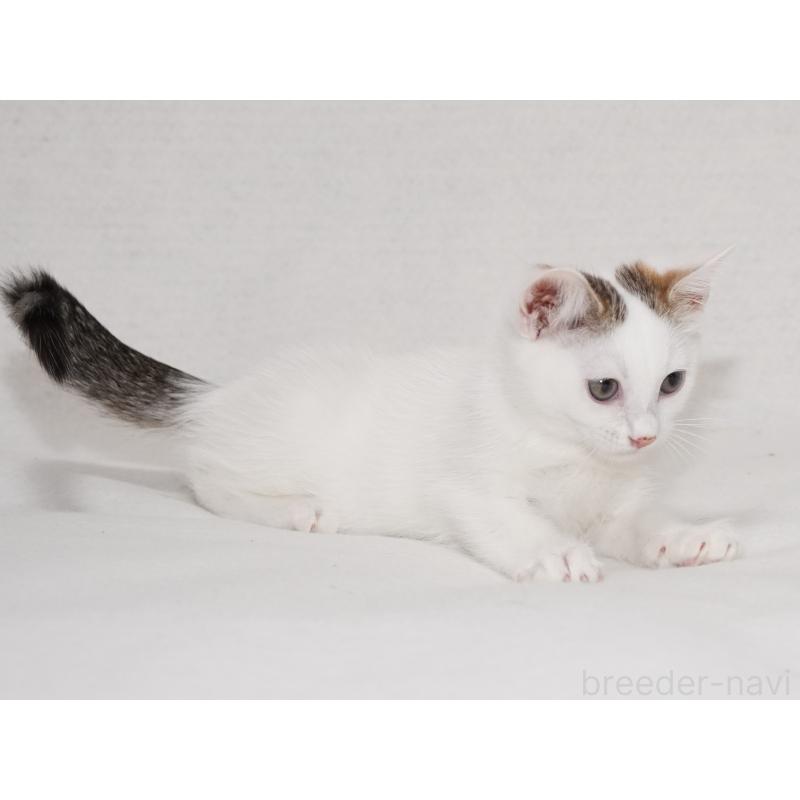 成約済の東京都のマンチカン-129862の14枚目