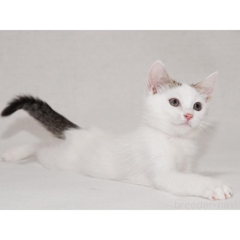 成約済の東京都のマンチカン-129862の13枚目