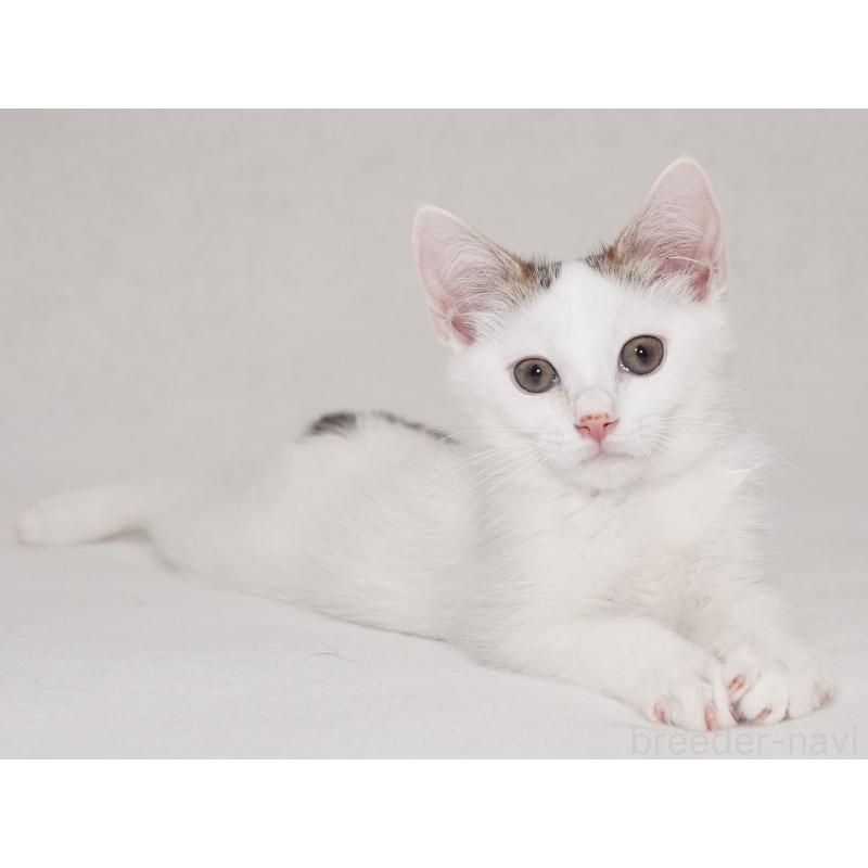 成約済の東京都のマンチカン-129862の12枚目