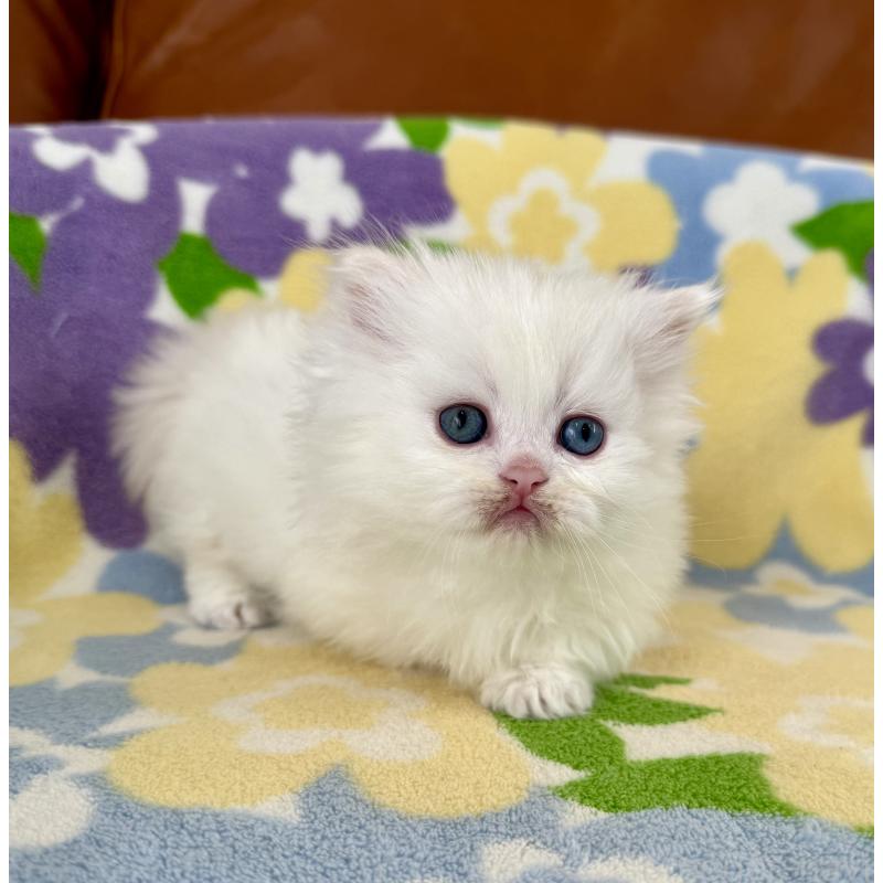 販売中の神奈川県のミヌエット-132501