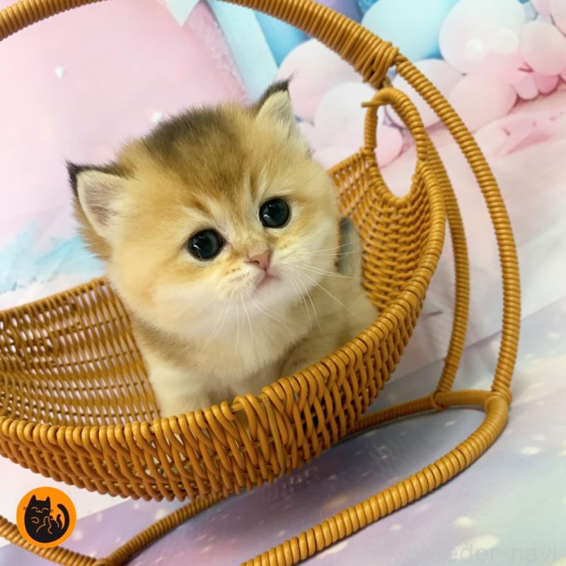 販売中の大阪府のブリティッシュショートヘア-132376