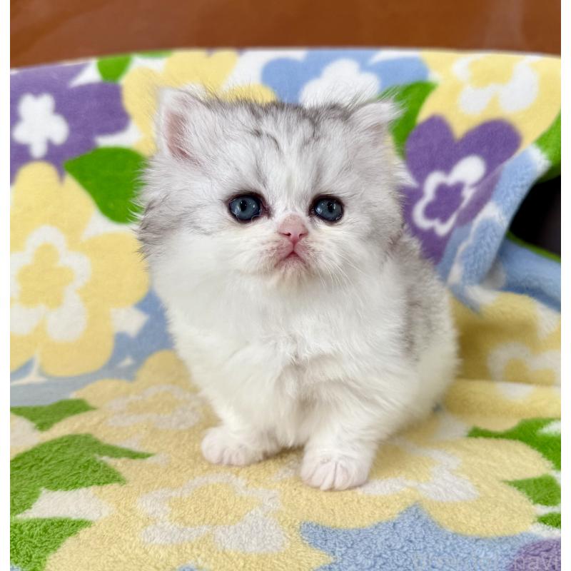 販売中の神奈川県のミヌエット-132506