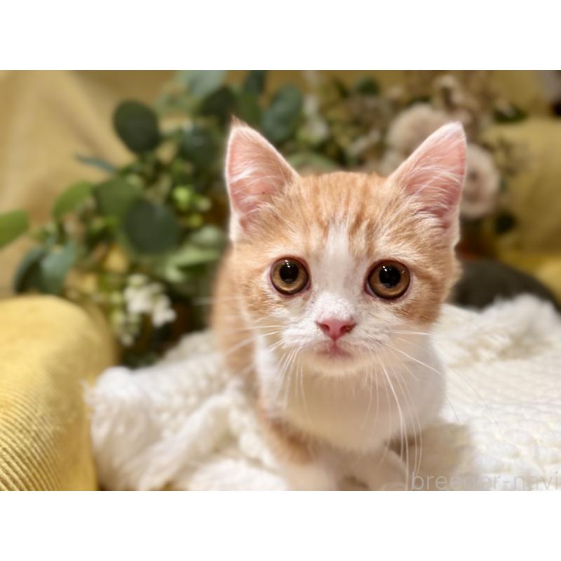 販売中の岐阜県のミヌエット(短足)-129104の10枚目