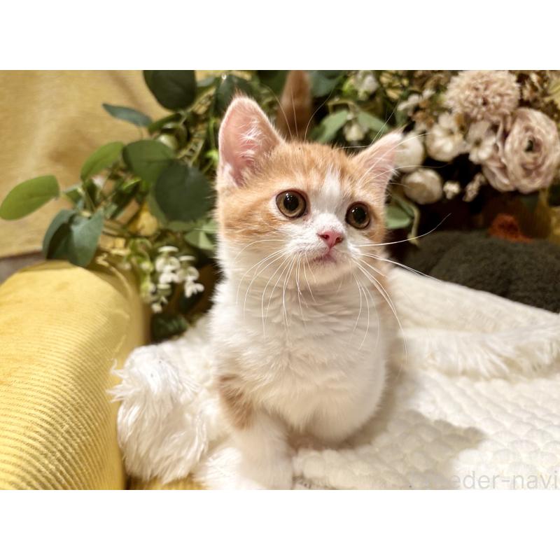 販売中の岐阜県のミヌエット(短足)-129104の8枚目