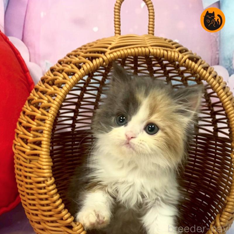 販売中の大阪府のスコティッシュフォールド-131130