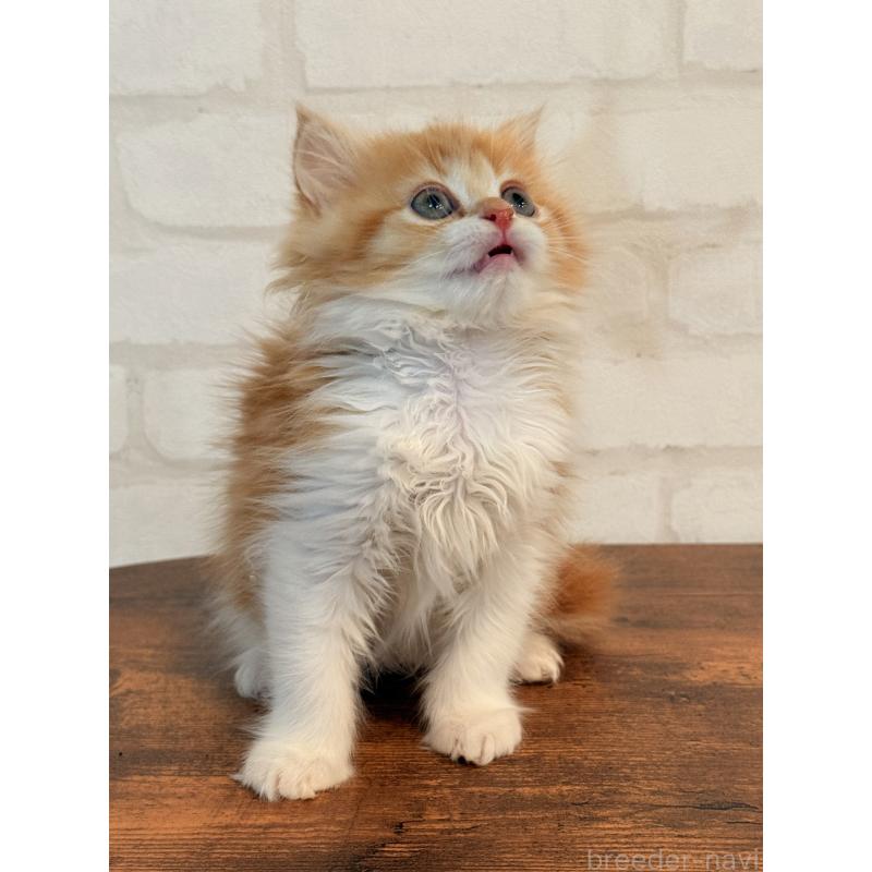 販売中の大阪府のミヌエット-133283の7枚目