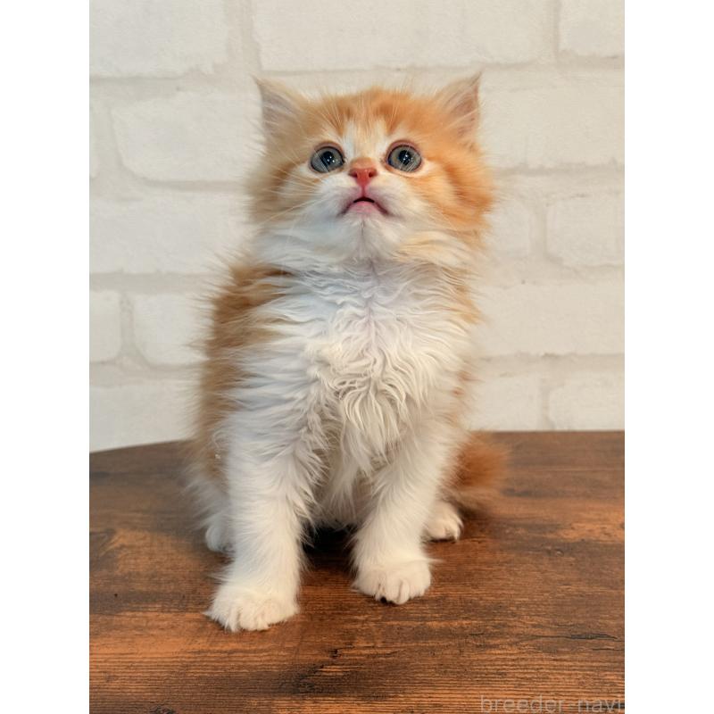 販売中の大阪府のミヌエット-133283の6枚目