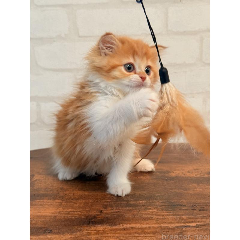 販売中の大阪府のミヌエット-133283の5枚目