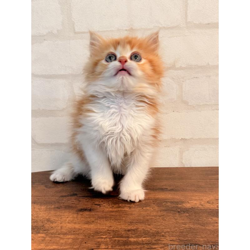 販売中の大阪府のミヌエット-133283の4枚目