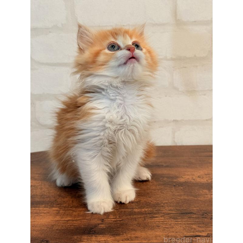 販売中の大阪府のミヌエット-133283の3枚目