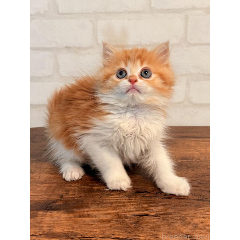 販売中の大阪府のミヌエット-133283の2枚目