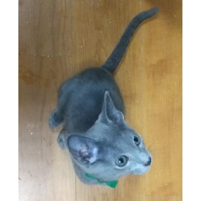 販売中の愛知県のロシアンブルー-131790の3枚目