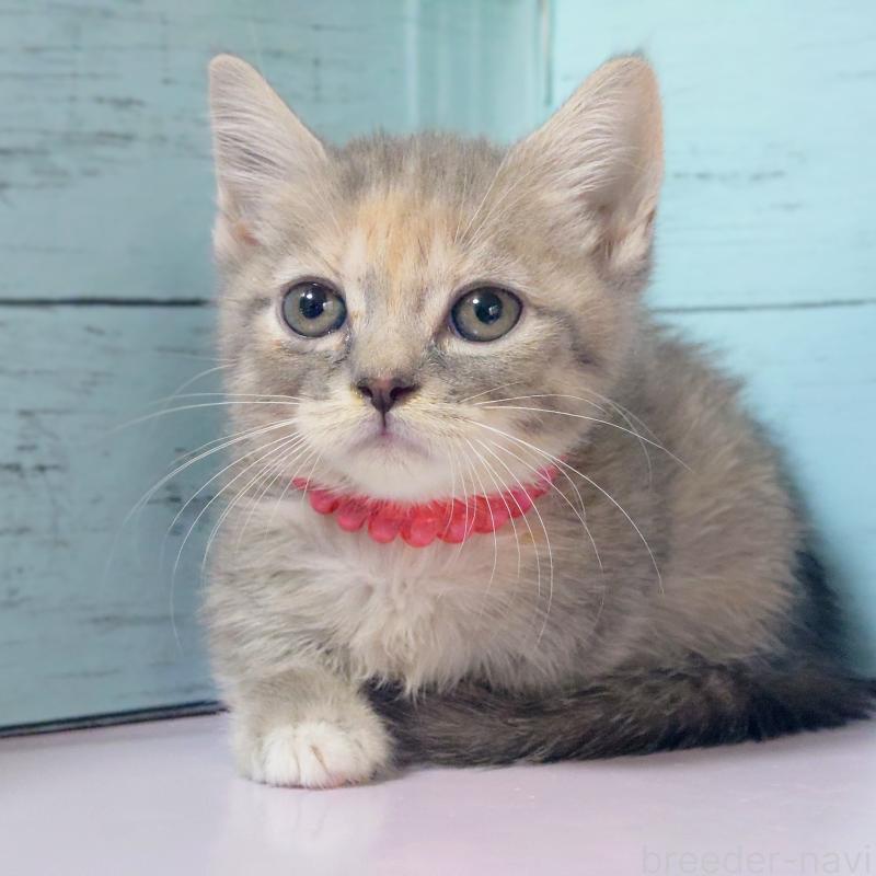 販売中の東京都のマンチカン-133286の5枚目