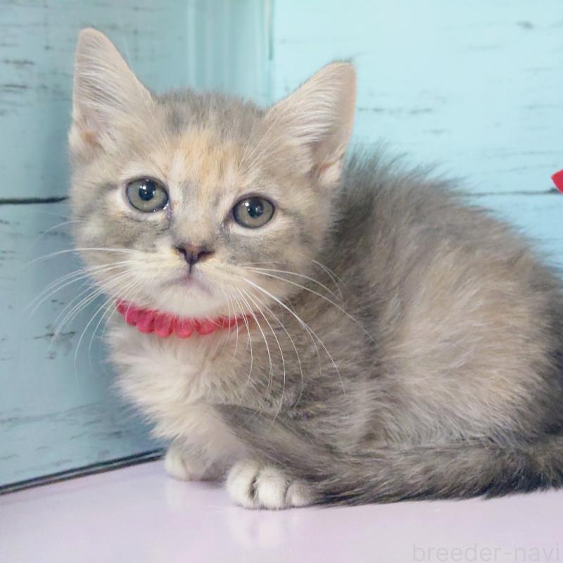 販売中の東京都のマンチカン-133286の4枚目