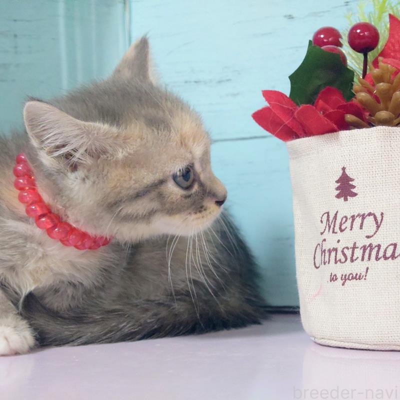 販売中の東京都のマンチカン-133286の3枚目