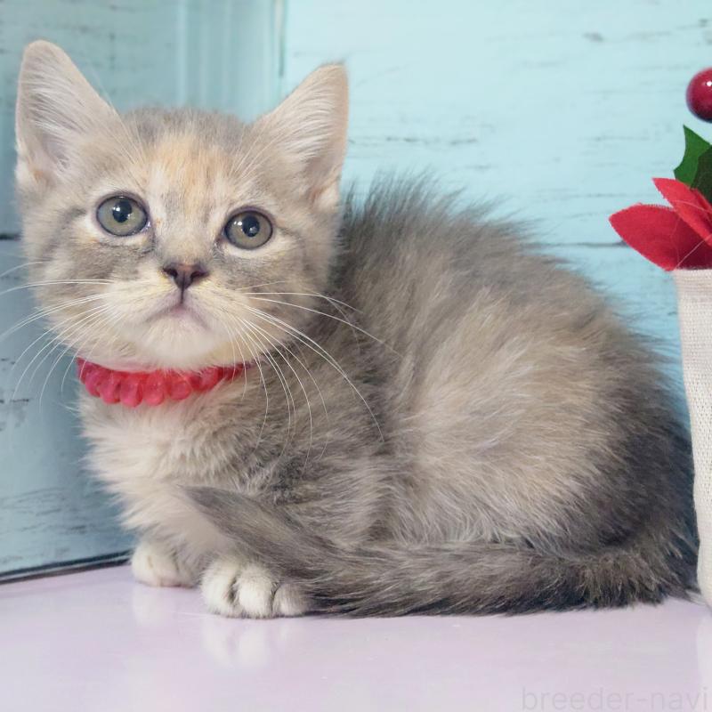 販売中の東京都のマンチカン-133286の2枚目