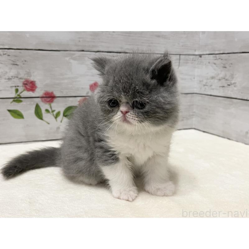 販売中の山梨県のエキゾチックショートヘア-133288の1枚目